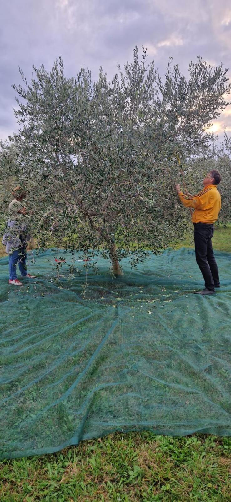 Vila Dubravka - Schoen Und Komfortabel Inmitten Von Olivenbaeumen Und Weinbergen Mit Whirlpool Valtura Ngoại thất bức ảnh